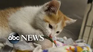 Stray Kitten Crashes Reporter's Live Shot