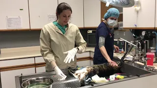 Megacolon cat can't poop! Manual de-obstipation under anesthesia by a vet