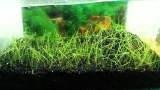 How to Plant Hair Grass Carpet Seed