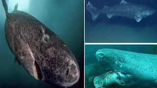 Greenland Shark The World’s Longest Living Shark With Backbone Can Live For 400 Years