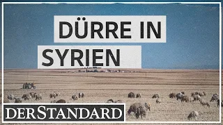 Trockenheit in Syrien: „Wir konnten kein einziges Korn ernten“