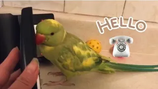 Ricco the Talking Parrot “Dring Dring”