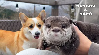 Otters Reunite with Their Dog Friend on Vacation!