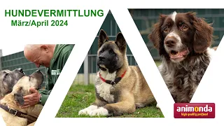 Hundevermittlung - März/April 2024 (Tierheim Hannover TV)