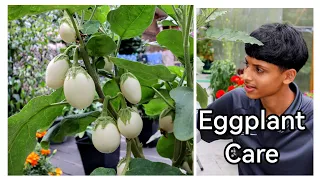 Our Secret To Growing Lots Of Eggplant 🍆 High Yielding Growing Method