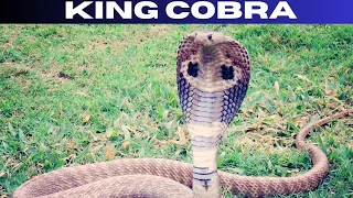 KING COBRA: The Ultimate Predator of the Jungle