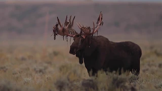 Wildlife Photography - MOOSE RUBBING VELVET (slow motion) / Jackson Hole / Grand Teton National Park