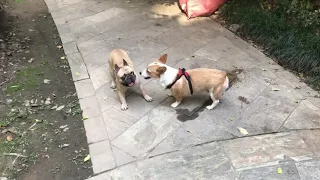 French Bulldog vs Corgi