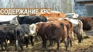 Содержание мясного КРС герефордской породы в КФХ Александра Тюрикова