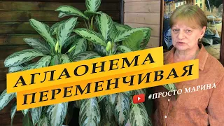 Аглаонема переменчивая. Содержание и уход. Комнатные цветы.