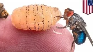 Gruesome video shows Botfly maggots emerge from Harvard researcher’s skin