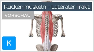 Autochthone Rückenmuskulatur: Aufbau und Funktion des lateralen Trakts (Vorschau) | Kenhub