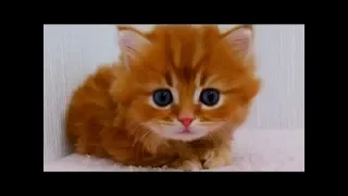 So many cute kittens videos compilation 2020 #3