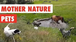 Mother Nature Pets | Funny Pet Video Compilation