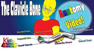 The Clavicle Bone → Anatomy and Bony landmarks video|| By: Kinesiology Kris