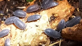 Rolly Pollies, Isopoda, and Beetles Online from Kyiv, Ukraine.