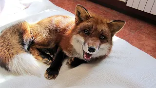 Happy morning with adorable fox