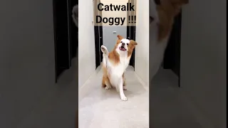 Dog Catwalk 🐕 !!! #catwalk #dog #viral #shortvideo