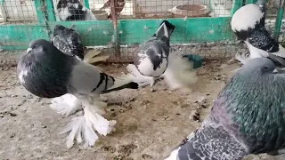 Watch This Adorable Pomeranian Pouter Pigeon Show Off Its Feathers