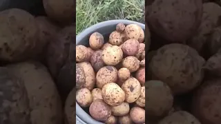 копаем картофель на своем огороде 🤗