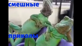 СМЕШНЫЕ ЖИВОТНЫЕ И ВСЕ ВСЕ ВСЕ УБОЙНЫЕ ПРИКОЛЫ СМЕШНОЕ ВИДЕО