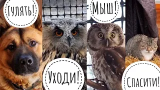 How do our animals tolerate frosts? Owls, dog, cats outside at -10°C in November