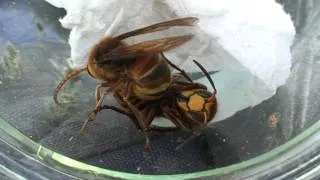 Hornets Mating 1