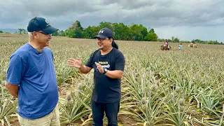 The Sweetest PINEAPPLE in the Phil! 100 Hectares Farm, Everyday Harvest, Everyday Planting!