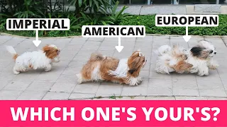 8 Types of Shih Tzu and How to Identify Them?