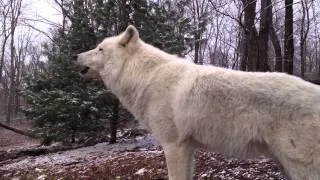 Atka Howls Up for His Friends In Michigan