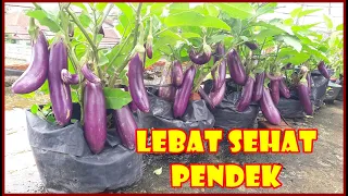 CARA MENANAM & MERAWAT TERONG DI POLIBAG AGAR BERBUAH LEBAT  | HOW TO PLANT EGGPLANT AT HOME