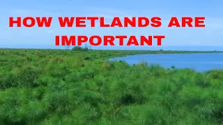 HOW WETLANDS WORKS