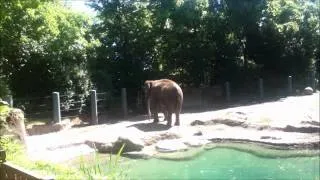 elephant abuse at wpz