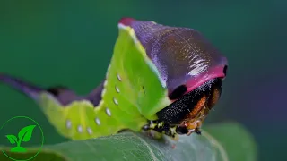 Большая гарпия или шелкопряд-гарпия. Полный цикл жизни бабочки