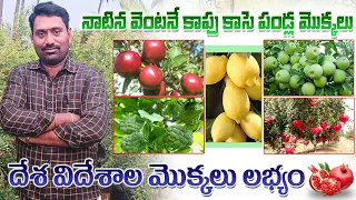 త్వరగా కాపుకు వచ్చే అన్ని రకాల పండ్ల మొక్కలు | All Season Fruit Plants Available | AgriTech Telugu