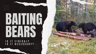 Why bait black bears? Is it necessary and Ethical?