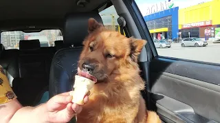 как  надо кушать мороженое