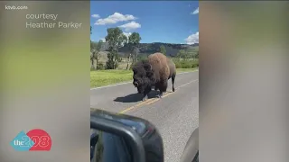 Screaming bison stops traffic at Yellowstone National Park