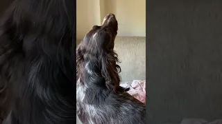 Dog howling
