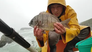 la pêche du sar au flotteur et à la crevette