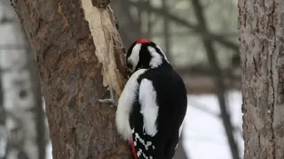 Дятел и кедровые орехи / Woodpecker and cedar nuts