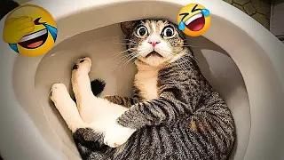 New Funny Animals 2023 😄 Funniest Cats and Dogs 😹🐶 Part16