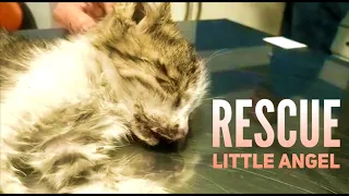 Rescue Poor Kitten Has No Sign Of Movement