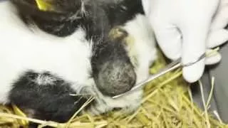 Киста у телёнка. Операция. Cyst in a calf. Operation.