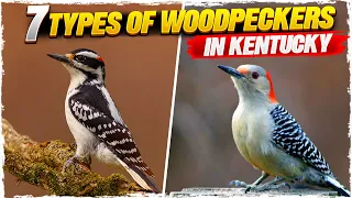 7 Types of Woodpeckers in Kentucky (with Pictures)