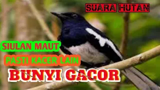 PANCINGAN KACER Malas BUNYI.  kacer lain pasti ikut bunyi#kacer #kacergacor #kacerfullnembak