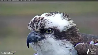 Up Close With Iris The Osprey – April 8, 2021