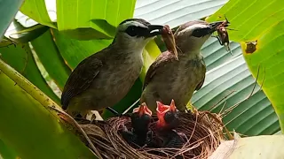 Baby bird is very angry A pair of parents play with the baby | 4 days