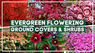 Top 10 Gorgeous Evergreen Flowering Ground Covers and Shrubs  🌺 🌸 🌼