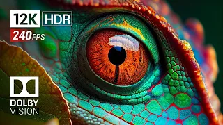 Best of Dolby Vision HDR 12K 120fps (2024)